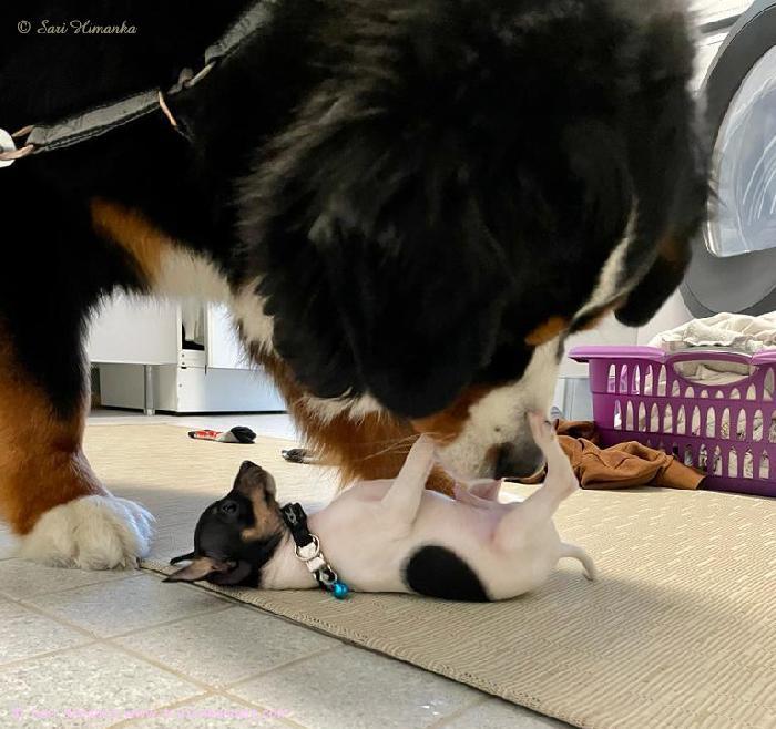 Alla amerikankääpiöterrieri ‘PR‘ Dunkel‘s Magnus Star aka Manu ja yllä kaverinsa berninpaimenkoira Sulo. Toisella painoa kilo, toisella painoa 50 kiloa.