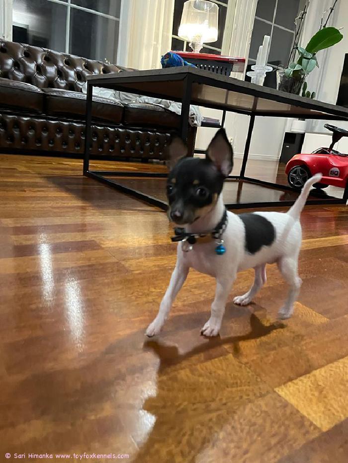 Suloinen nuori mies ‘PR‘ Dunkel‘s Magnus Star aka Manu.