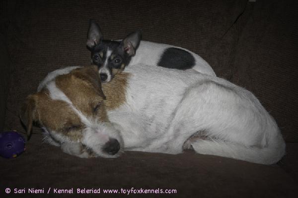 Amerikankääpiöterrieri C ja poikakaverinsa Dylan. DC on kuvassa poikakaverinsa Dylanin kanssa, tuo on niiden lempiasento ja DC on aina Dylanin päällä sohvalla.