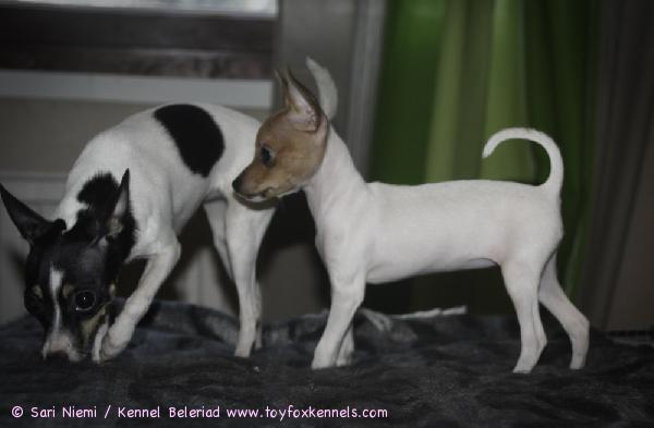 Amerikankääpiöterrierit DC (takana) ja Viivi (edessä).
