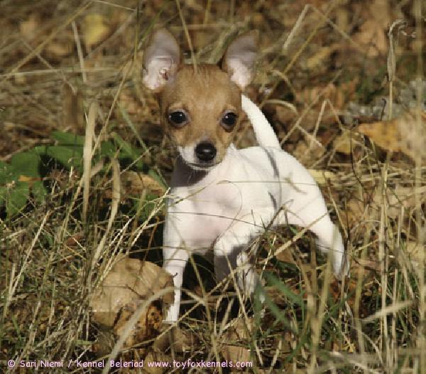 'PR' Dunkel's Brown Violet aka Viivi lokakuussa 2008.