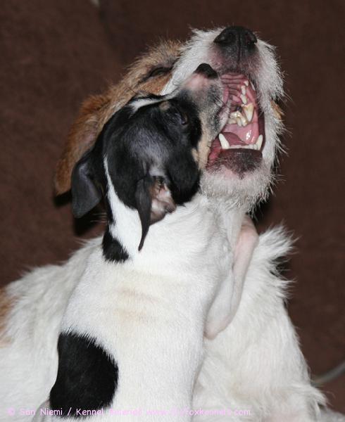 'PR' Dunkel's Dancing Carol ja 