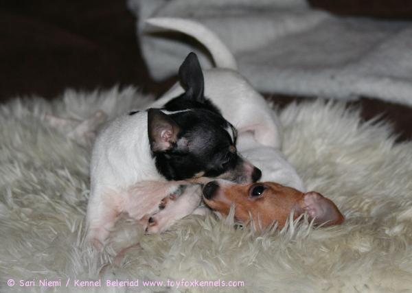 ... kyllä amerikankääpiöterrieri on toisen amerikankääpiöterrierin paras kaveri ja sielunkumppani :)
