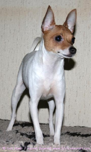 'PR' Dunkel's Brown Violet aka Viivi 2.4.2009. Kuva © Jaakko Jokela.