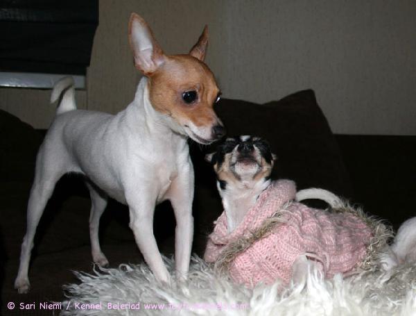 'PR' Dunkel's Brown Violet aka Viivi sekä 'PR' Dunkel's Dancing Carol aka DC 2.4.2009. Kuva © Jaakko Jokela.