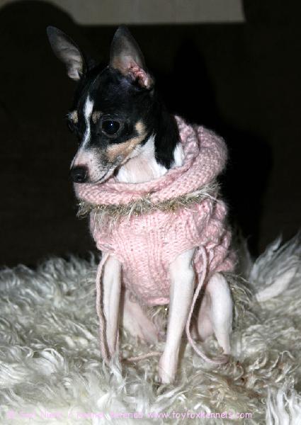 'PR' Dunkel's Dancing Carol aka DC ja uusi villapaita 2.4.2009. Kuva © Jaakko Jokela.