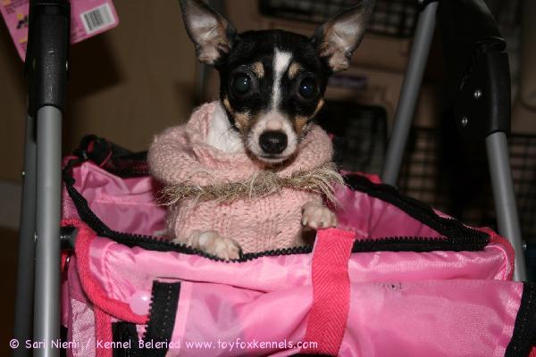 'PR' Dunkel's Dancing Carol aka DC uusissa pinkeissä koirakärryissään 2.4.2009. Kuva © Jaakko Jokela.