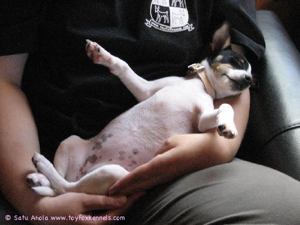 'PR' Dunkel's Nell's Last Minnie aka Minni lempiasennossaan.