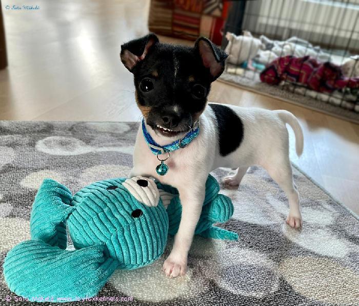 ‘PR‘ Dunkel‘s Mambo Alexander aka Tino kysyy, arvaa kenen lelu?