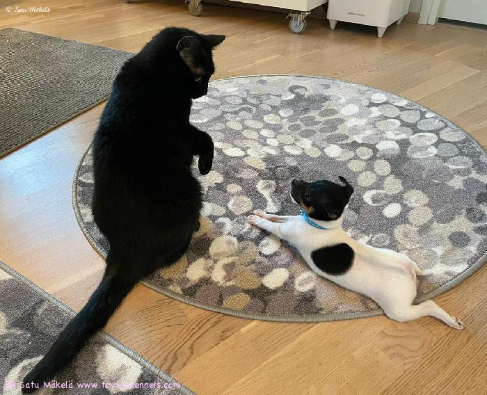 ‘PR‘ Dunkel‘s Mambo Alexander aka Tino haastaa perheen Miska-kissaa leikkiin. 