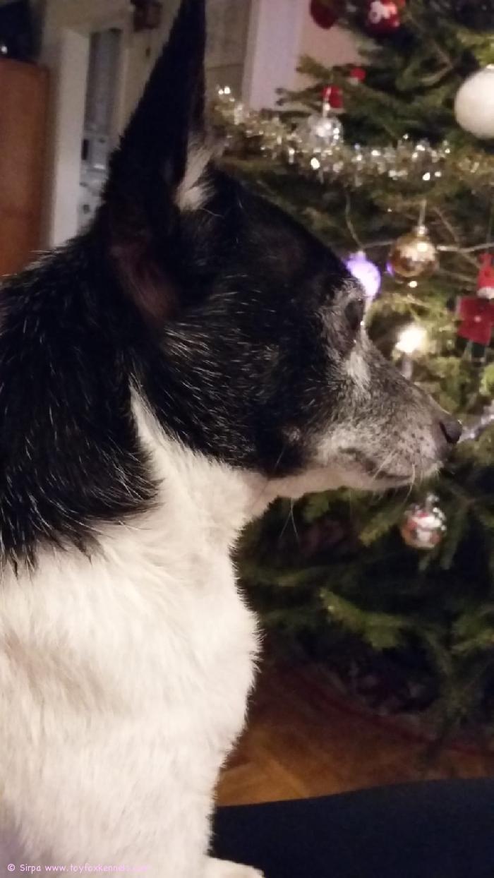 Hyvää joulua toivottaa Kapo ja muu väki