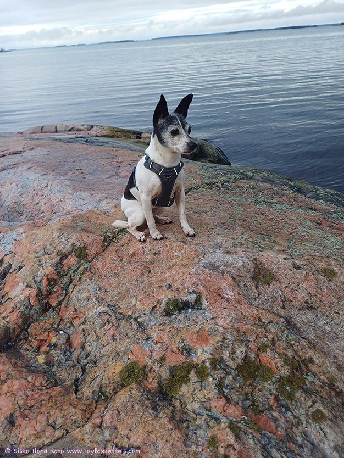 Maggie 15 vuotta!