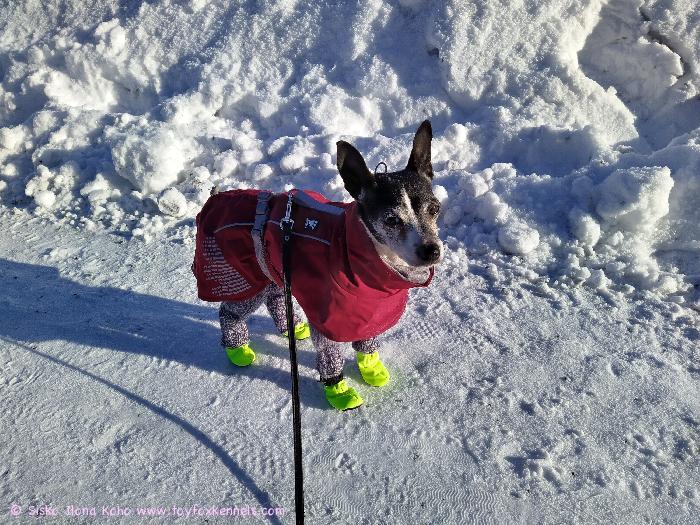 Kiitos paljon jouluviestistä. 
Oikein hyvää alkavaa vuotta 2022.
T. Maggie ja mamma