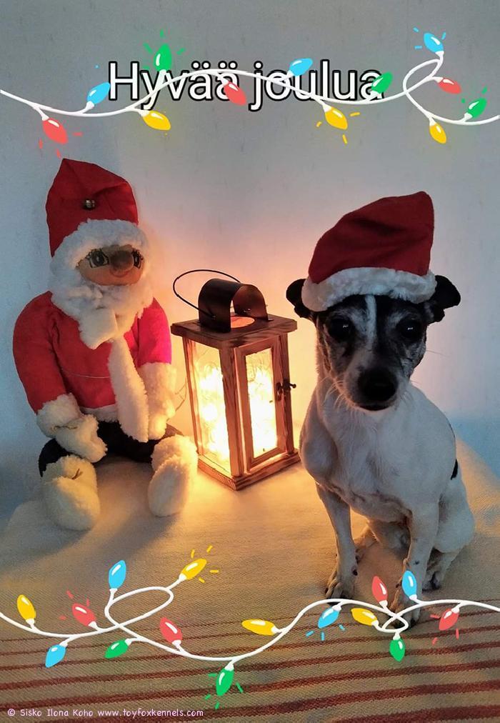 Jouluterveiset Hangosta
t. Maggie