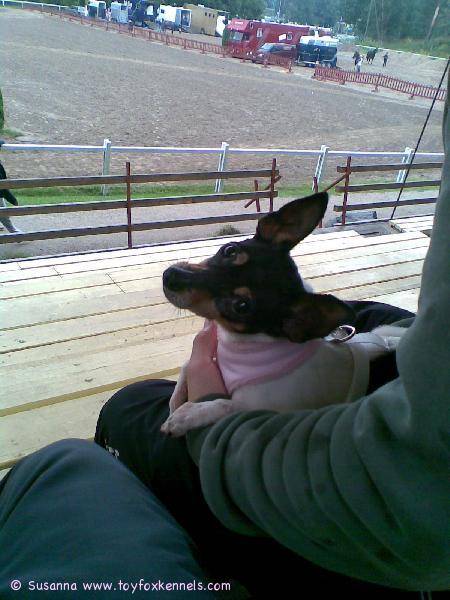 Cookie heppakisoissa