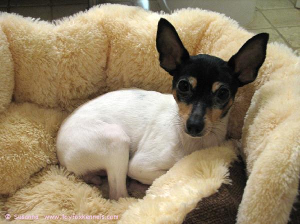 Cookie Fallkullassa maaliskuussa 2009.