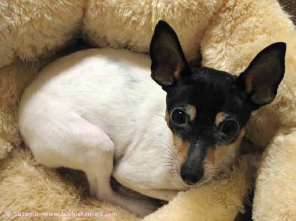 Cookie Fallkullassa maaliskuussa 2009.