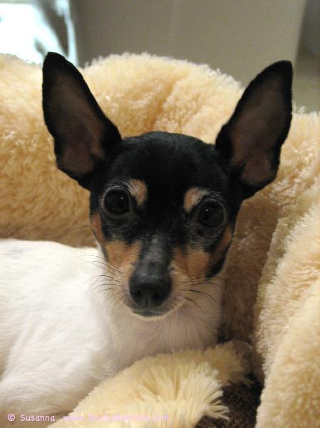 Cookie Fallkullassa maaliskuussa 2009.