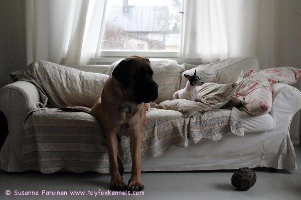 Joulua odottelevat kasvattimme 'PR' Dunkel's Aurora aka Hellga Aurora sekä paras ystävänsä englanninmastiffi Helmi Orvokki. Kokoeroa ei näiltä sohvanvaltaajilta ainakaan puutu! :)