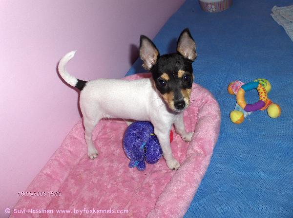 'PR' Dunkel's Toy Sugar aka Funny.