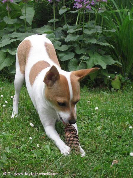 Kesäisiä käpyhommia