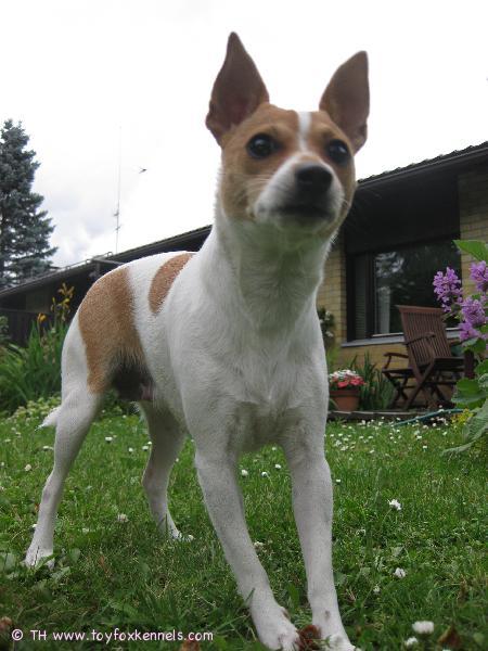 Milli on tarkkana, vaikka käpyhommat on kesken...