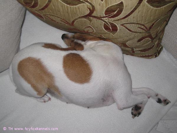 Välillä lepäollään sohvalla...vähänkö olen notkea!