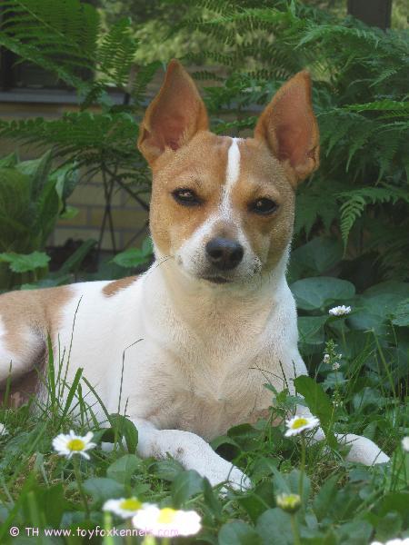 Välillä Milli lepäilee ulkona.