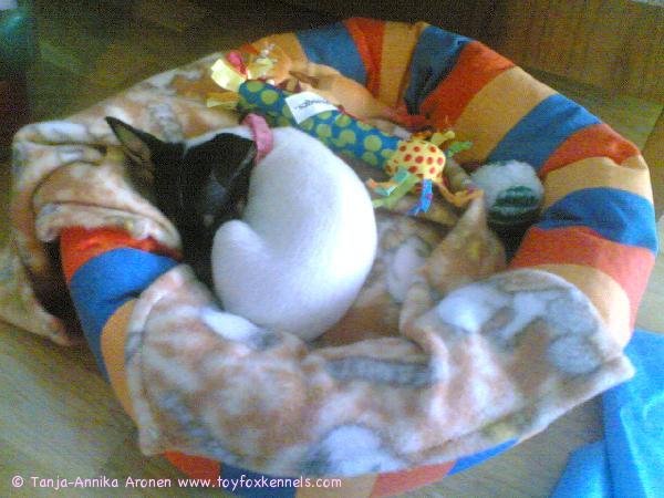 Kerällä nukkuva Hani :)