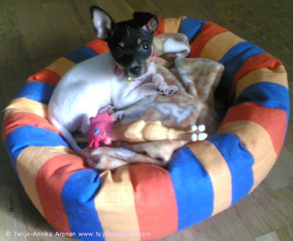 'PR' Dunkel's Happy Fanny aka Hani 