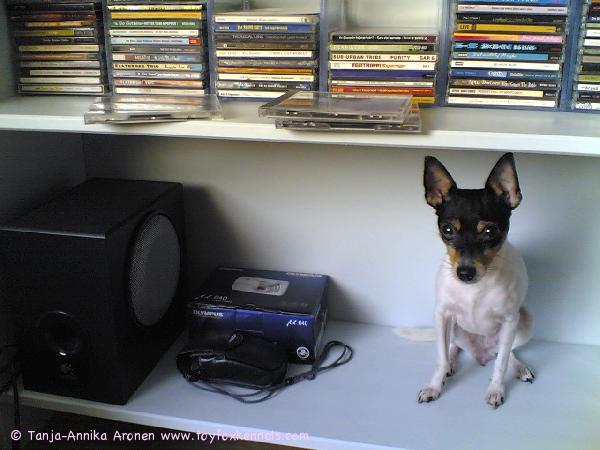 Hani paikallaan hyllyssä koriste-esineenä.