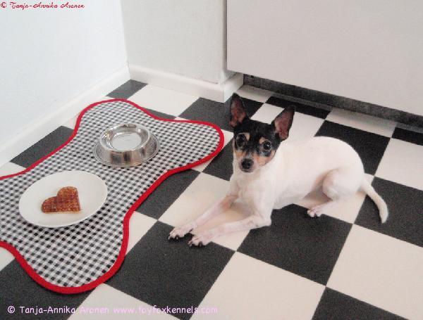 'PR' Dunkel's Happy Fanny aka Hani nauttii sunnuntaisin brunssilla vohveleita.