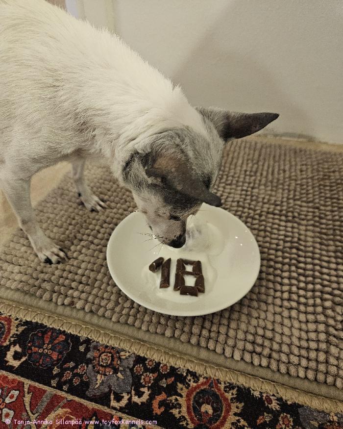 Onnea ihana seniorineito Hani eli ‘PR‘ Dunkel‘s Happy Fanny, ikää jo 18 vuotta!