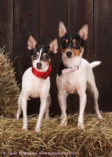 'PR' Dunkel's Monk aka Munkki om. Emma Mussalo & 'PR Hakkarainen's Bonita Hunter aka Chaos om. Miia Palmroos