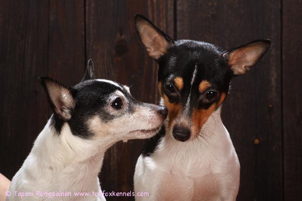 'PR' Dunkel's Pikkolo Jr. aka Dali om. Emma Mussalo & 'PR Hakkarainen's Bonita Hunter aka Chaos om. Miia Palmroos