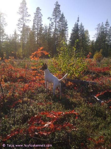 Olli nauttii ruskasta!