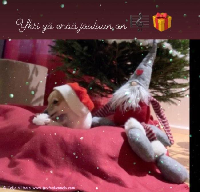 Hyvää Joulua ja onnellista Uutta Vuotta 2024 ! t. Pepe & Teija ja Reima