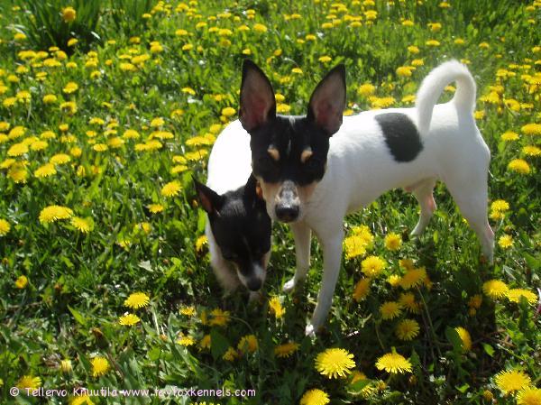 Viivi & Roope kesällä kerran
