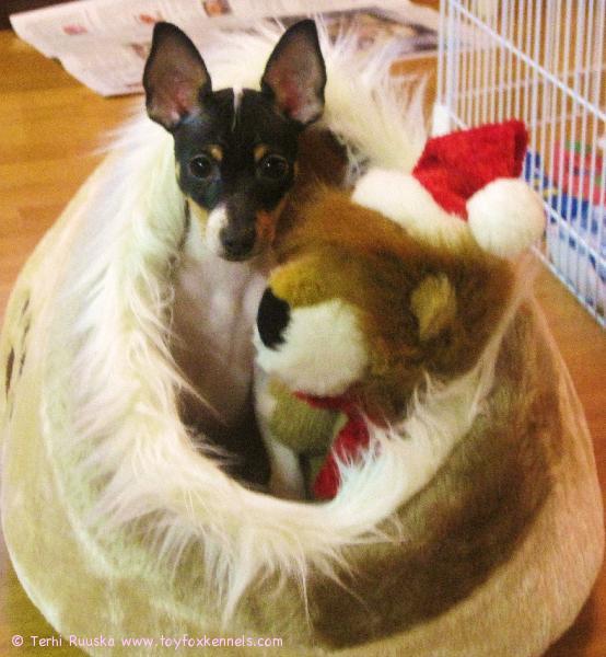 Verdi jouluisissa tunnelmissa