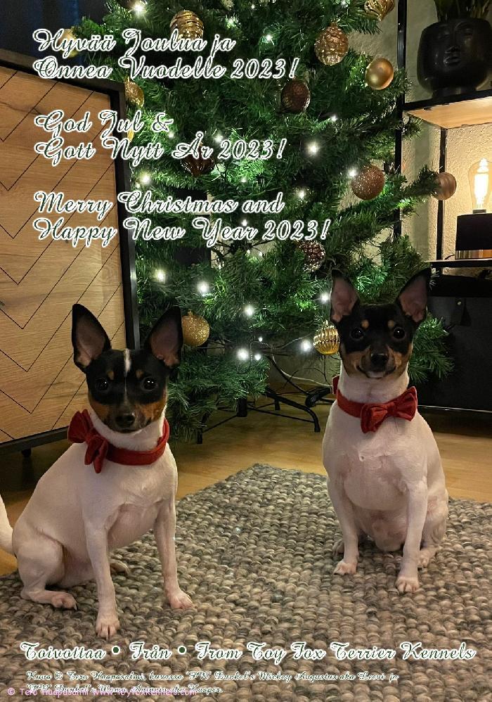 Hyvää Joulua ja Onnea Vuodelle 2023! God Jul & Gott Nytt År 2023! Merry Christmas and Happy New Year 2023! Toivottaa, Från, From Toy Fox Terrier Kennels
Kuva Tero Haapasalmi, kuvassa ‘PR‘ Dunkel‘s Mickey Augustus aka Leevi ja ‘PR‘ Dunkel‘s Momo Antonio aka Kasper.