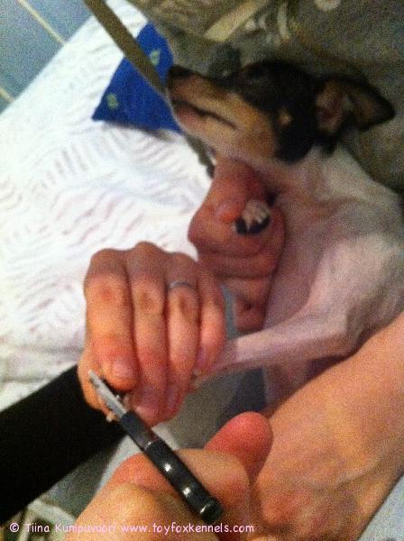 AKT-Cassien kynsienleikkuuoperaatio. Käsiä on enemmän kuin 1 hengen :)