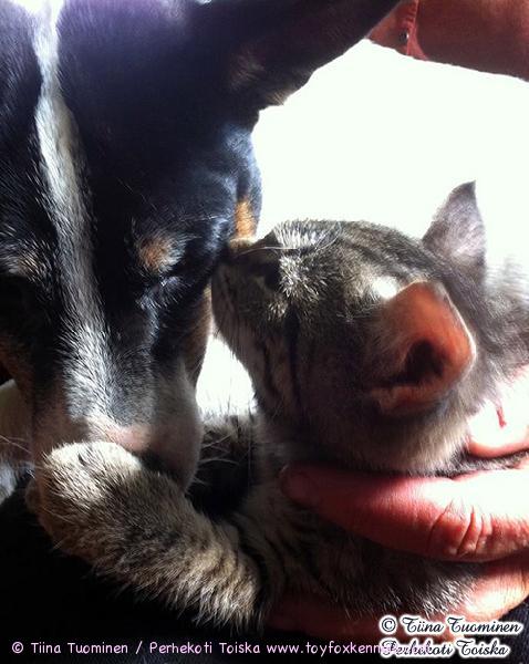 'PR' Dunkel's Mighty Man Mocca aka Poju ja perheen uusin tulokas, kissanpentu.
Kuva © Tiina Tuominen / Perhekoti Toiska.