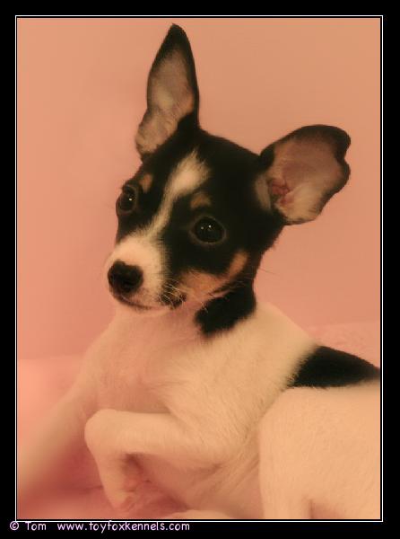 Dunkel's Dancing Carol 8 viikkoa 16.3.2008 :o)