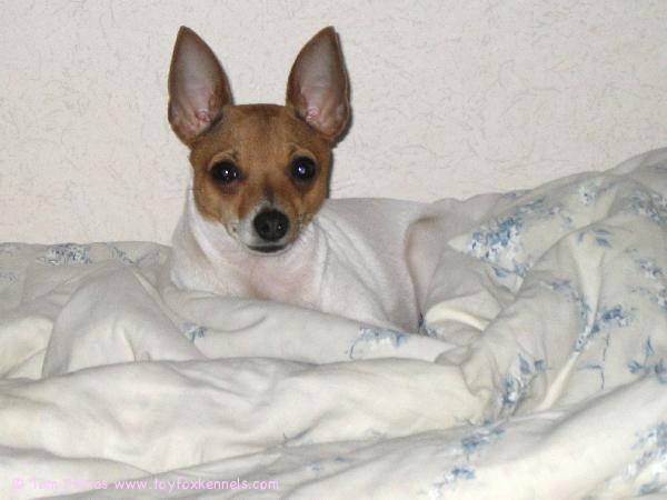 Viiviltä terveisiä!