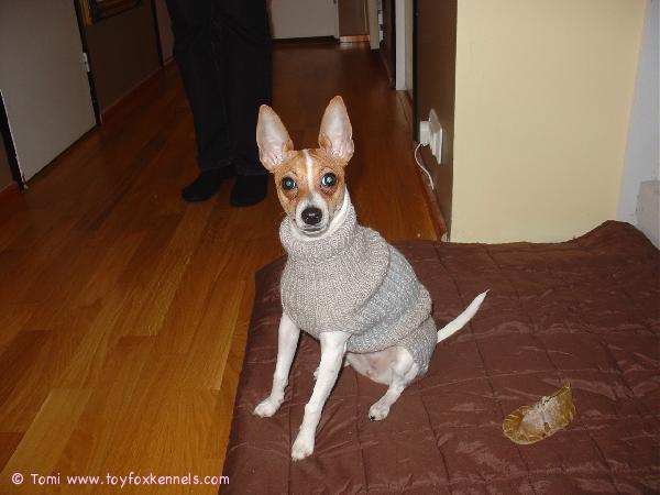 Kaneli esittelee uutta pukuaan.