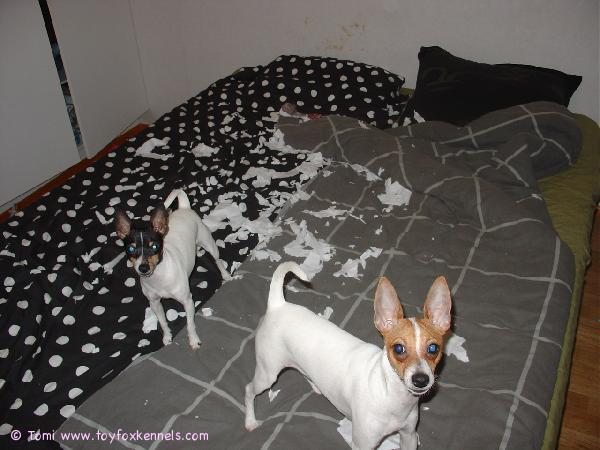 Hauskanpitoa kotona kahdestaan...