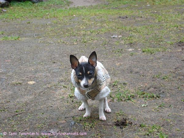 Coco mökillä marraskuun alussa.