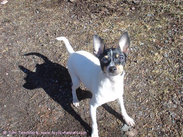 Coco mökillä pääsiäisenä