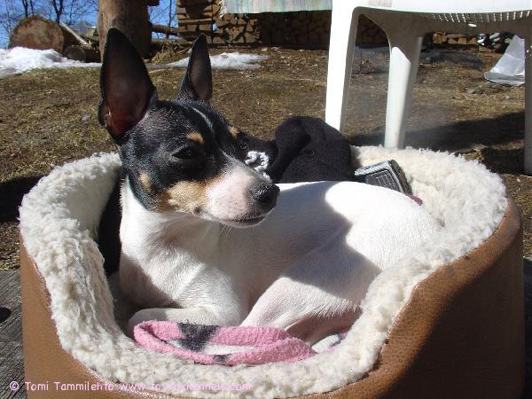 Coco nauttii lämmittävästä auringosta.