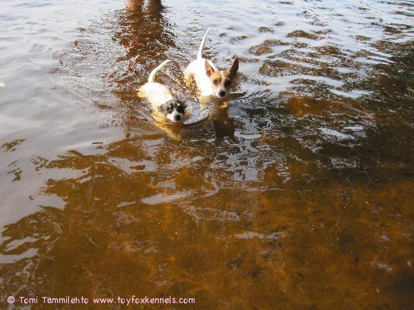 Coco ja Kaneli mökillä uimassa ensikertaa kuumana kesäpäivänä!